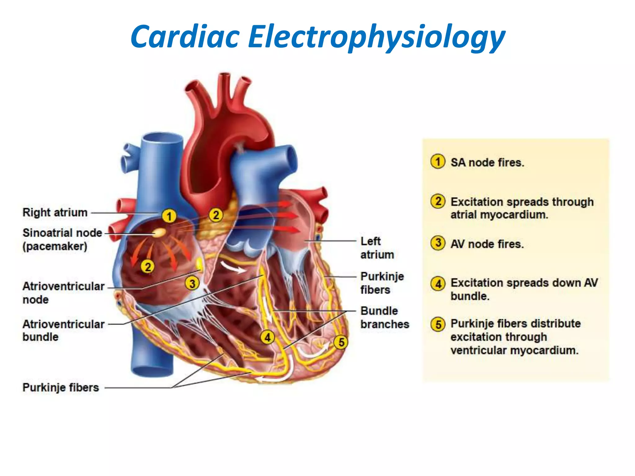 Top cardiac electrophysiologists in sagar